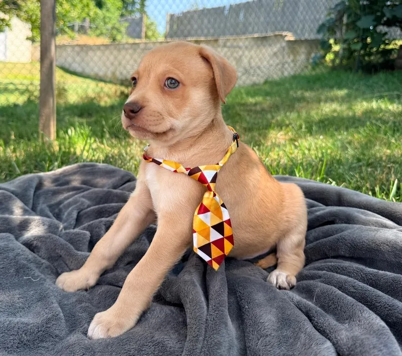Roux  Local Puppy thumbnail 4