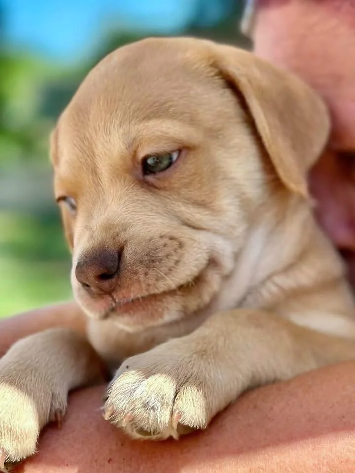 Roux  Local Puppy thumbnail 5