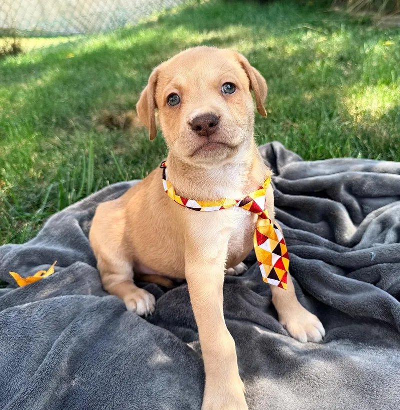 Roux  Local Puppy thumbnail 6