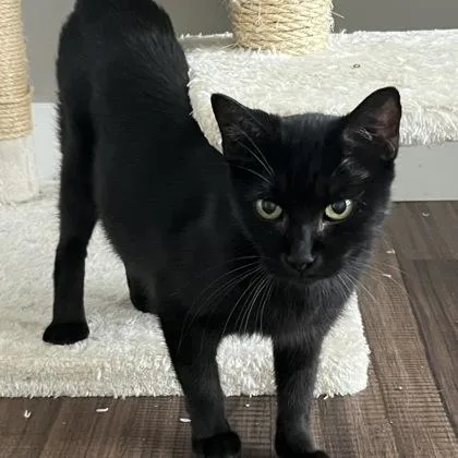An adult medium-sized female Black Domestic Short Hair cat named Maple for adoption in Dubuque, IA