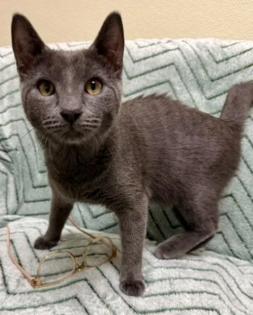 An adult medium-sized male Gray / Blue / Silver Domestic Short Hair cat named Jeremy for adoption in Miller Beach, IN