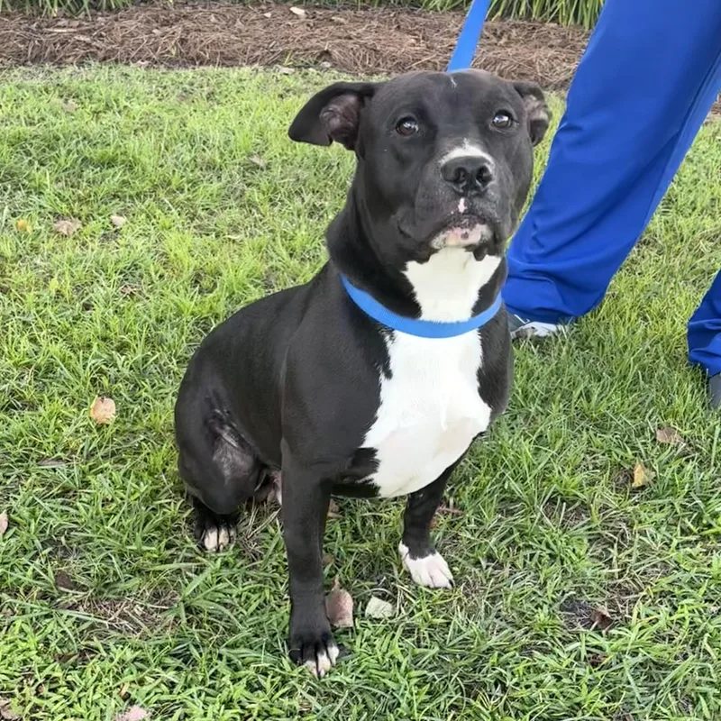 A young medium-sized male Black Pit Bull Terrier dog named Mario for adoption in Valdosta, GA
