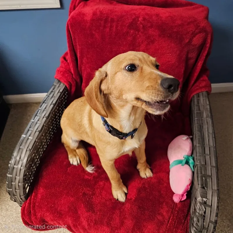 Chew
