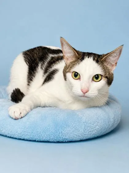 An adult medium-sized female Domestic Short Hair cat named Wawa for adoption in Bowling Green, KY