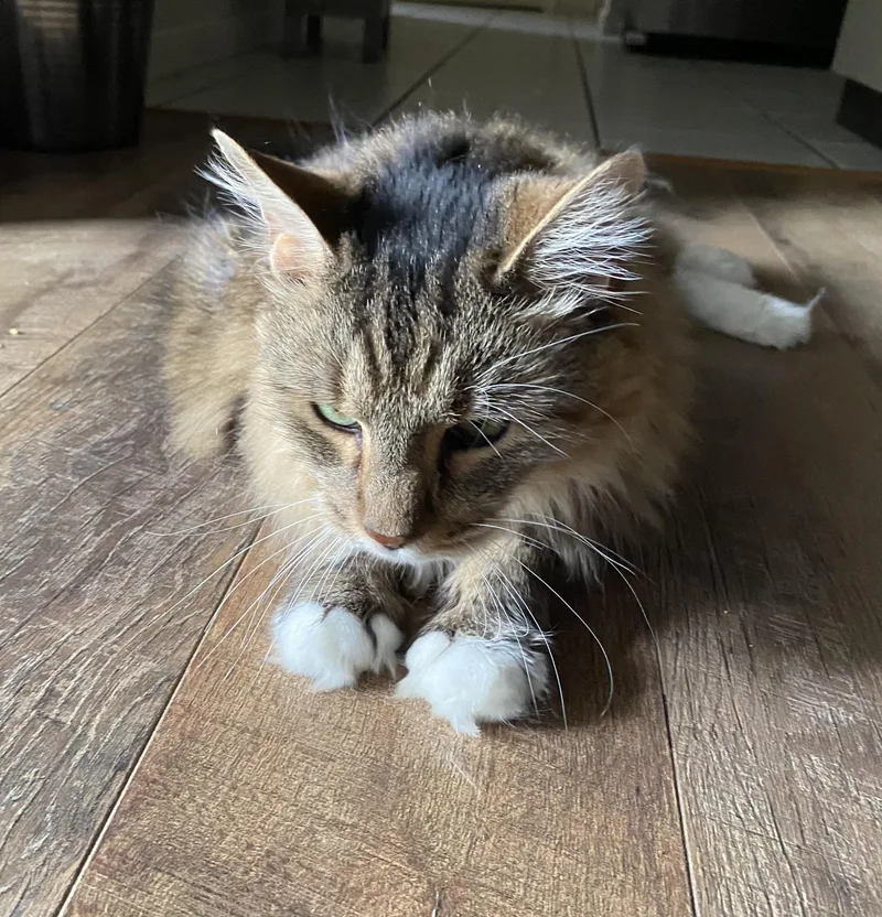 A senior medium-sized male Tabby (Buff / Tan / Fawn) Domestic Long Hair cat named Snoopy for adoption in Brooksville, FL