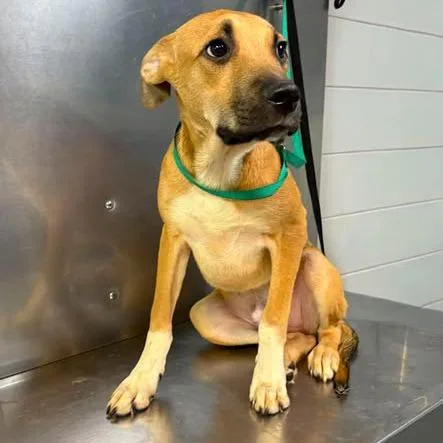 A young medium-sized male Brown / Chocolate Mixed Breed dog named Pip for adoption in Long Island City, NY