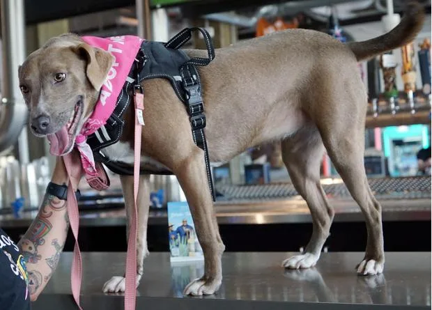 An adult medium-sized female Pit Bull Terrier dog named Winnie for adoption in Dallas, TX