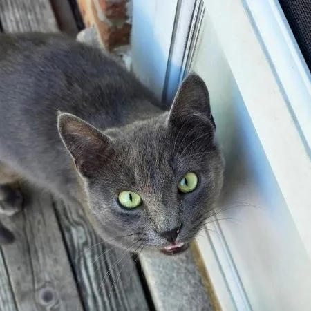A young medium-sized male Gray / Blue / Silver Domestic Short Hair cat named Willoughby for adoption in Downers Grove, IL