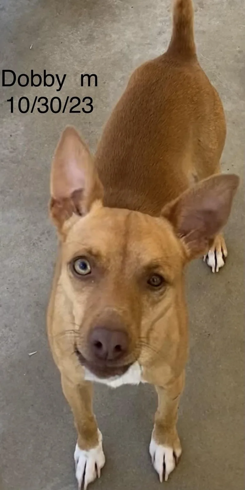 An adult small-sized male Rat Terrier dog named Dobby for adoption in Monticello, FL