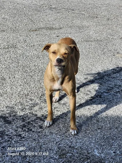 An adult small-sized female Terrier dog named Brownie for adoption in San Antonio, TX