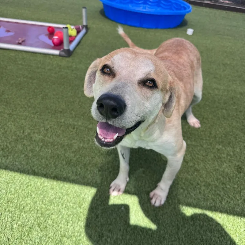 An adult medium-sized female Yellow / Tan / Blond / Fawn Mixed Breed dog named Purple Patty for adoption in LOXAHATCHEE, FL