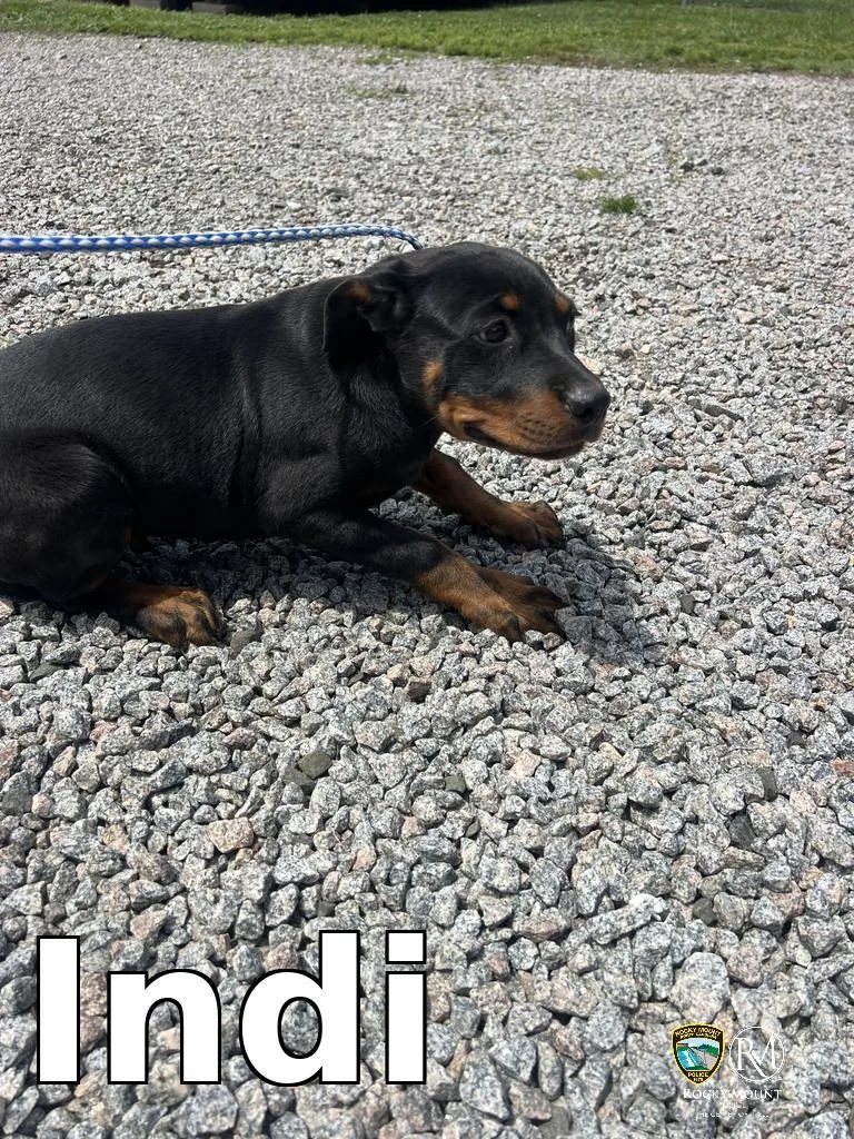 A baby medium-sized female Rottweiler dog named Indi for adoption in Rocky Mount, NC