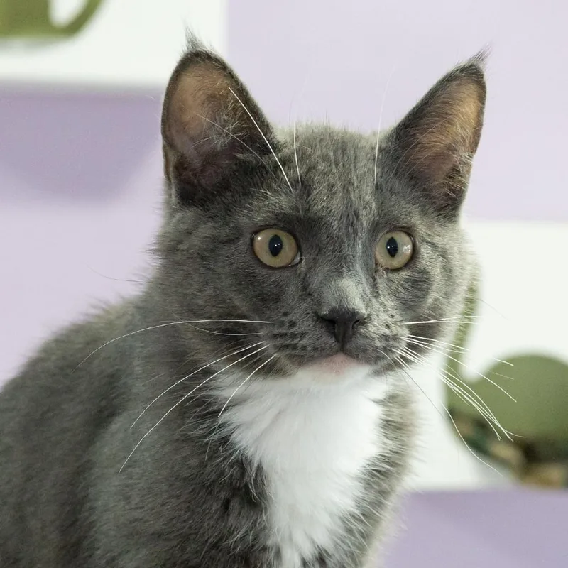 A baby small-sized male Gray / Blue / Silver Domestic Short Hair cat named Whippersnapper for adoption in McKean, PA