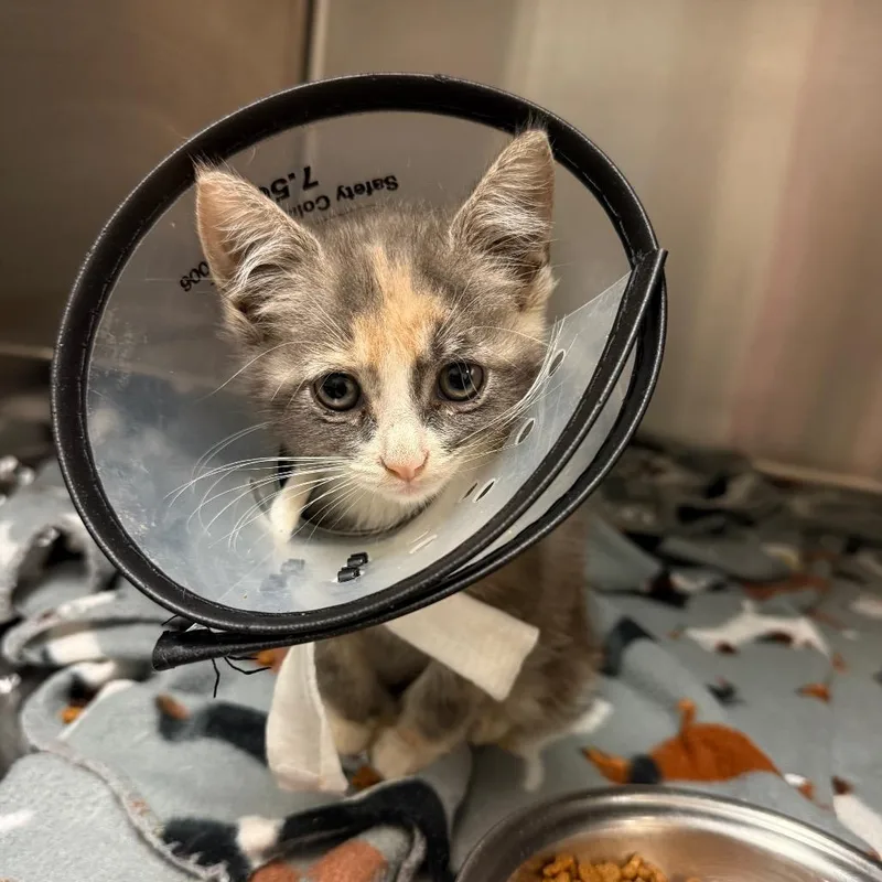 A baby small-sized female Gray / Blue / Silver Domestic Short Hair cat named Sally for adoption in Columbus, GA