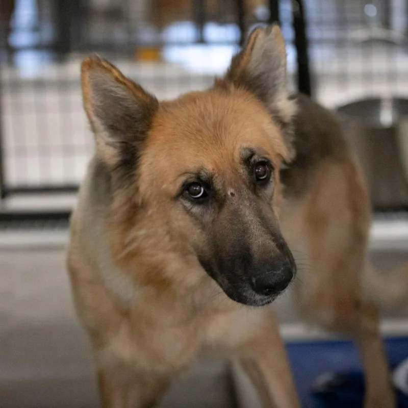 An adult large-sized female Golden German Shepherd Dog named Zelda for adoption in Peyton, CO