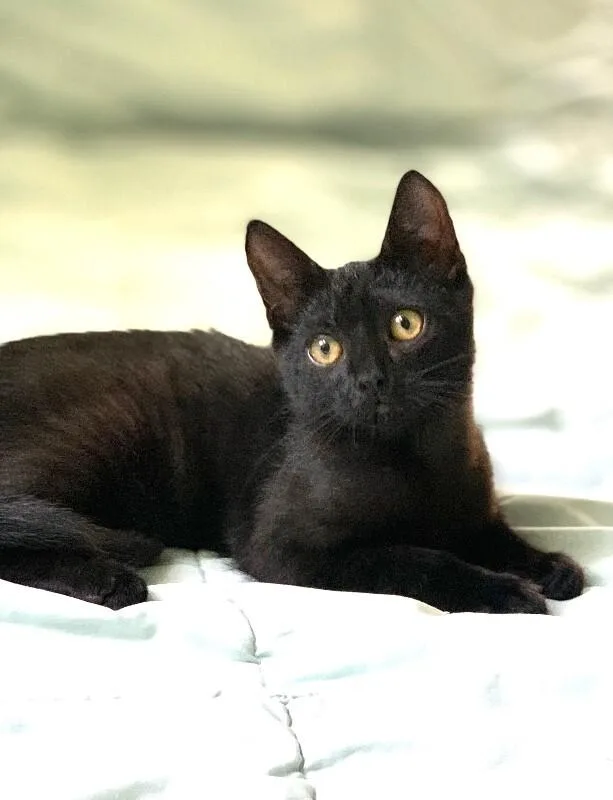 A young medium-sized male Black Domestic Short Hair cat named Egg Foo Young for adoption in North Babylon, NY
