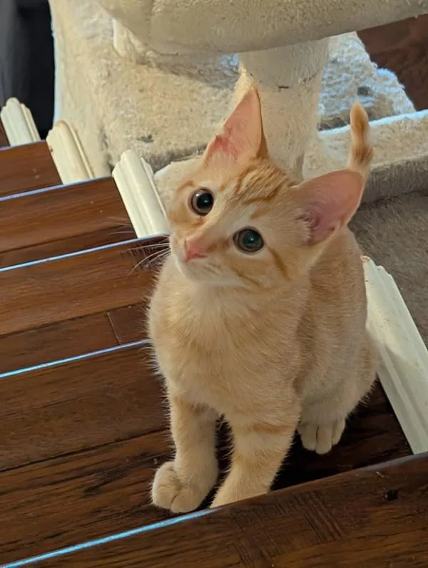 A baby small-sized male Domestic Short Hair cat named Rusty for adoption in Bonsall, CA