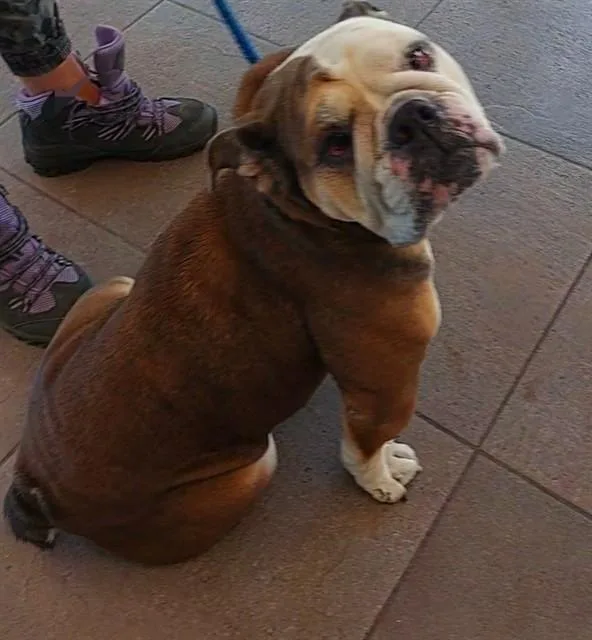 An adult medium-sized female American Bulldog dog named Clary for adoption in Fort Lauderdale, FL