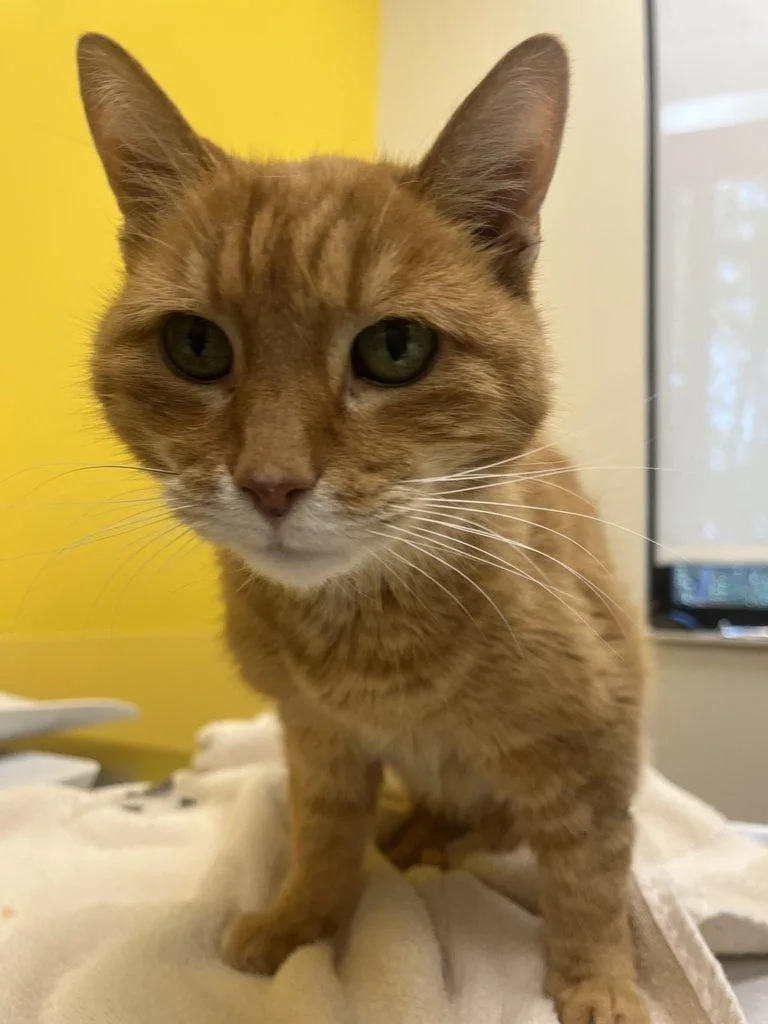 A senior small-sized male Tabby (Orange / Red) Domestic Short Hair cat named Raiden for adoption in Raleigh, NC