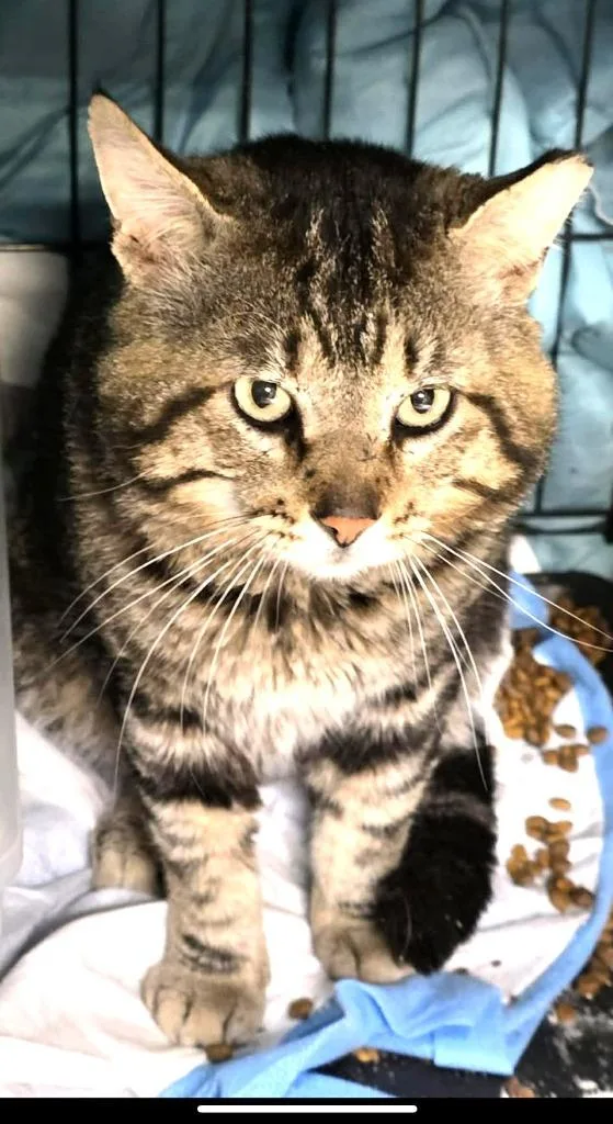 An adult large-sized male Domestic Short Hair cat named Bob for adoption in Ogden, UT