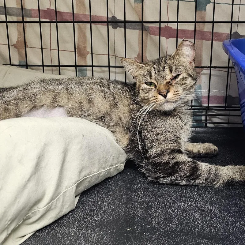 An adult medium-sized female Brown / Chocolate Domestic Short Hair cat named Maple for adoption in Monroe, MI