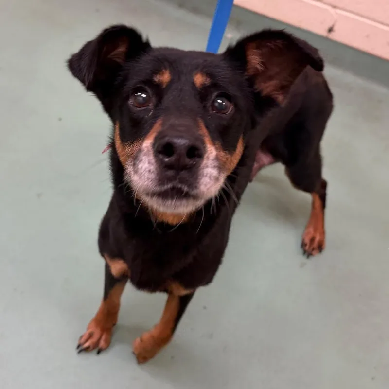 An adult medium-sized female Black Mixed Breed dog named Sugar Mama for adoption in Memphis, TN