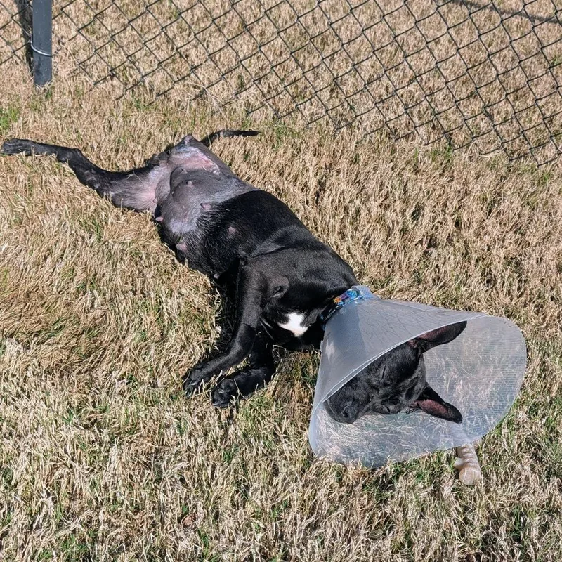 A young medium-sized female Black Mixed Breed dog named Ava for adoption in Columbus, GA