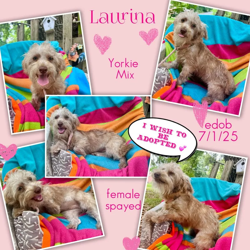 Laurina Mvt thumbnail 2