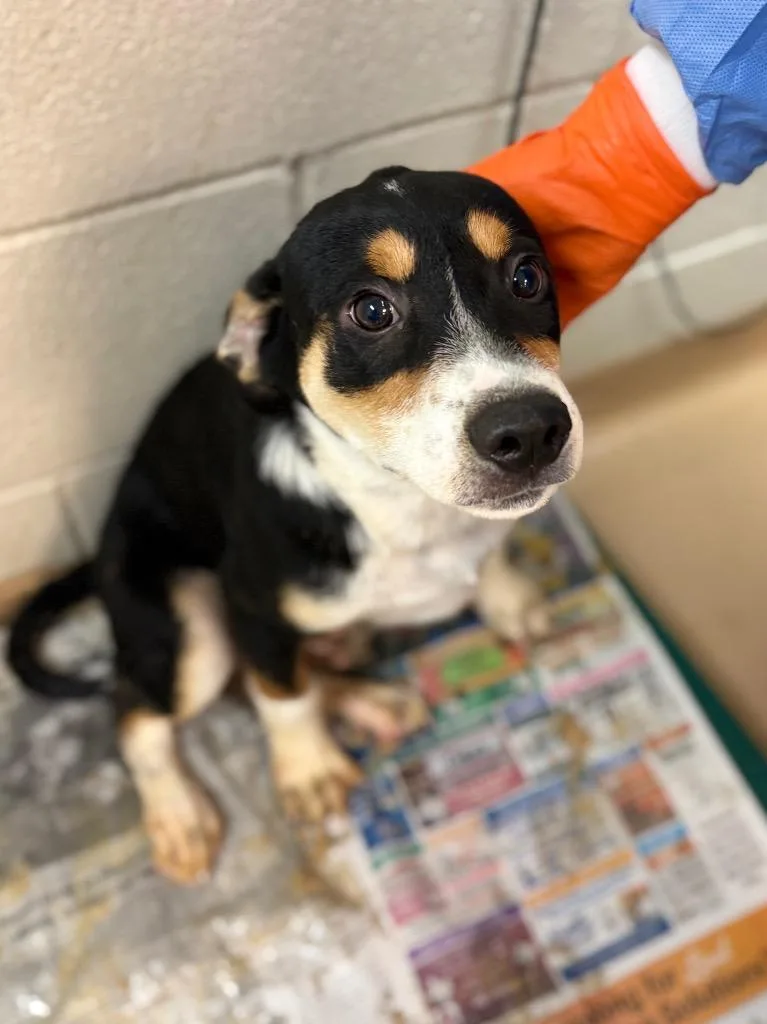 A baby large-sized female Affenpinscher dog named Sourdough for adoption in Nacogdoches, TX