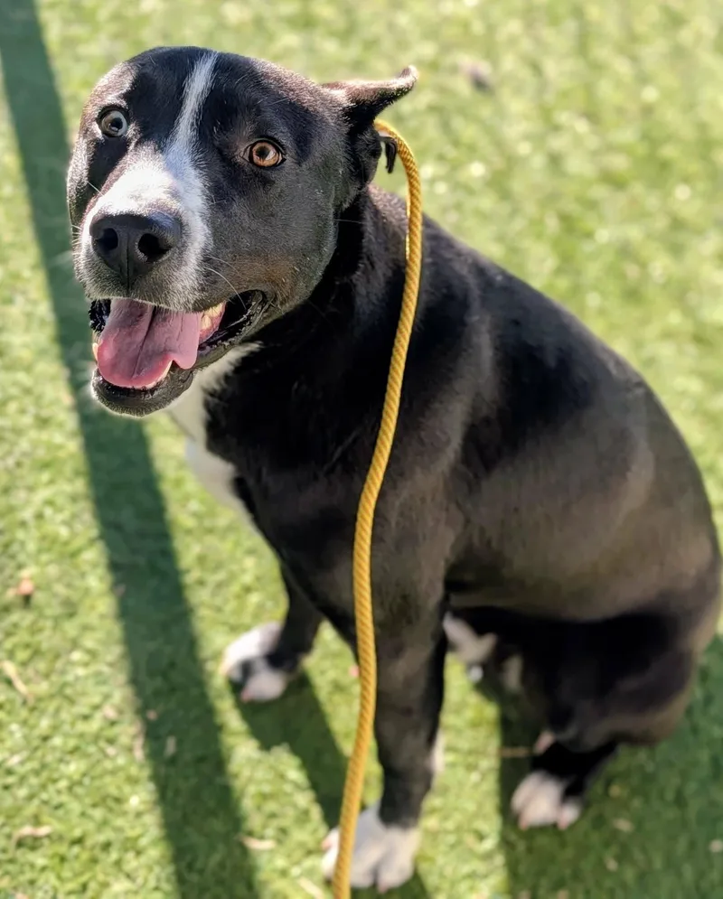 An adult medium-sized male Labrador Retriever dog named 25-291 for adoption in Ridgecrest, CA