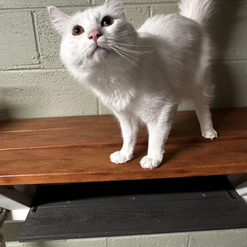 An adult medium-sized female White Domestic Medium Hair cat named Atraus for adoption in North East, MD