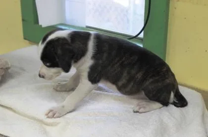 A baby medium-sized female Terrier dog named Gucci for adoption in Picayune, MS