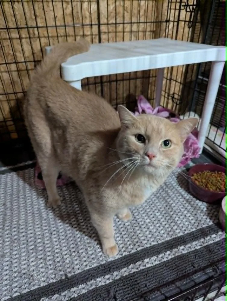 An adult large-sized male Domestic Short Hair cat named Butters for adoption in South Bend, IN