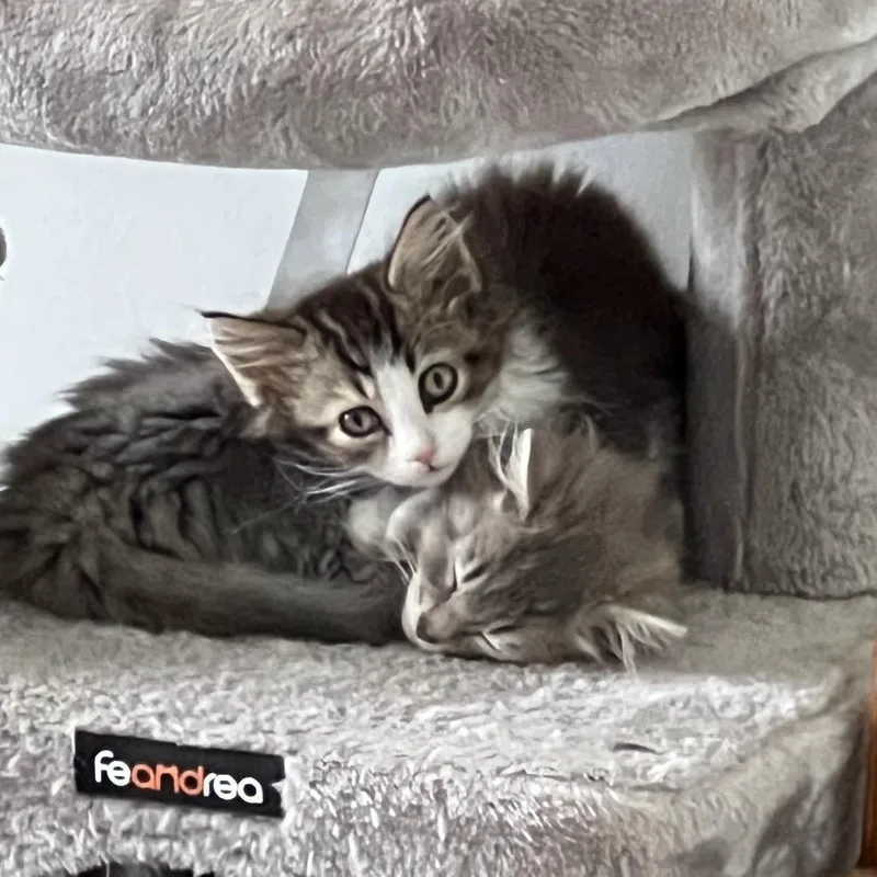 A baby small-sized male Brown / Chocolate Domestic Long Hair cat named Fozzie for adoption in Bel Air, MD