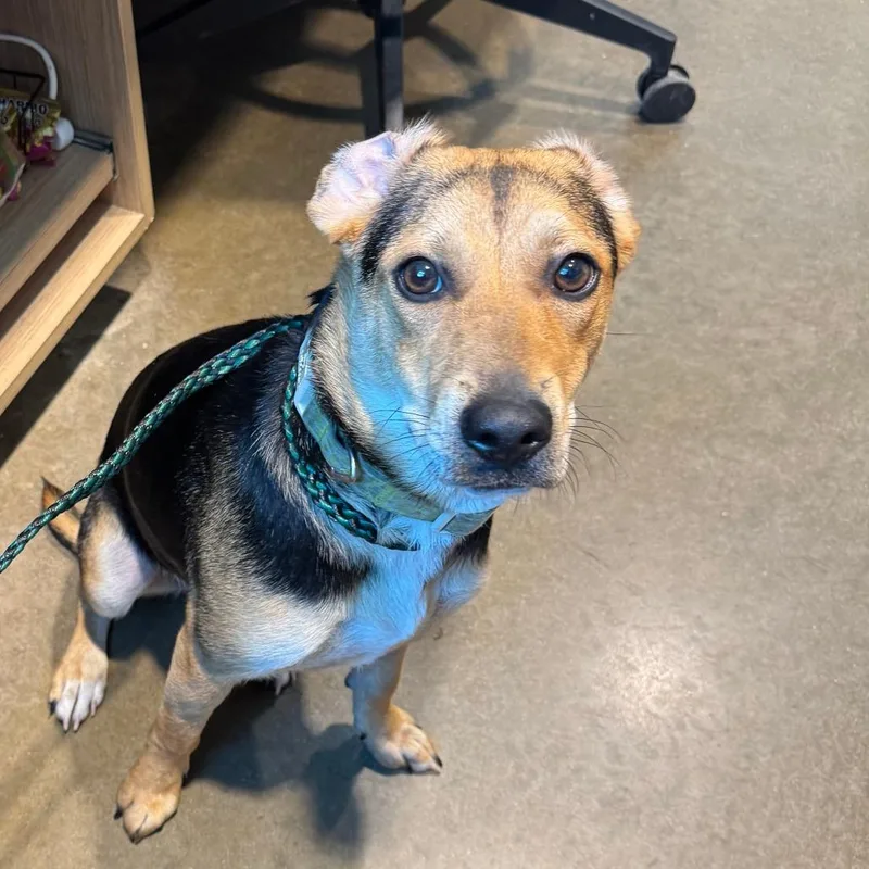 A young medium-sized female Brown / Chocolate Beagle dog named Nellie for adoption in Matteson, IL