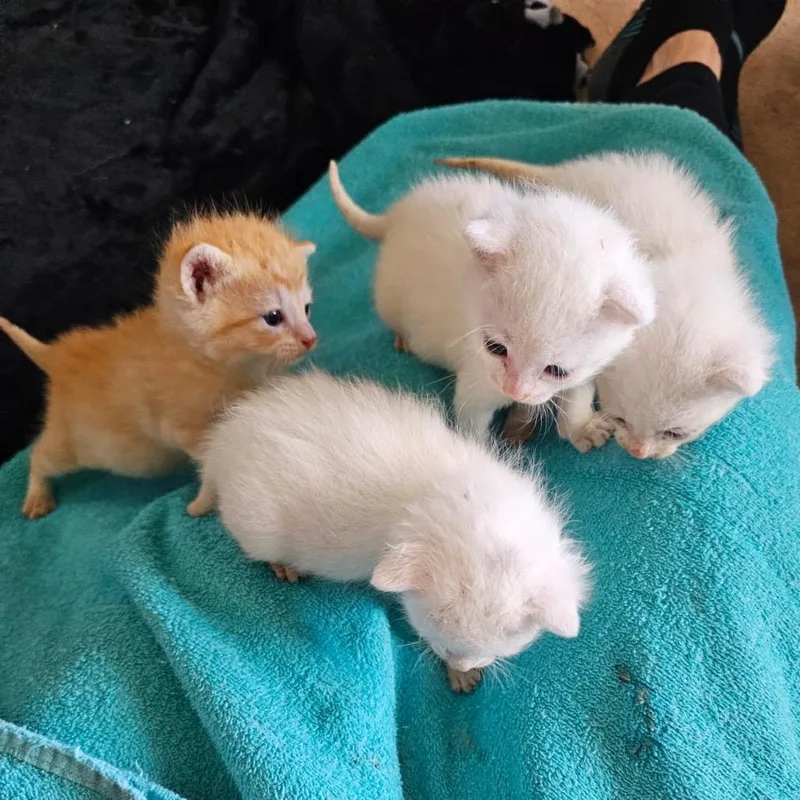 A baby small-sized female Orange / Red Domestic Short Hair cat named Saturn for adoption in Carroll, IA