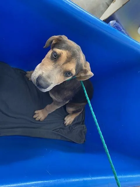 A baby large-sized male Mixed Breed dog named Brownie for adoption in Dallas, TX