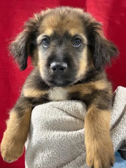 A baby large-sized male English Shepherd dog named Cocoa Bean for adoption in Morton Grove, IL