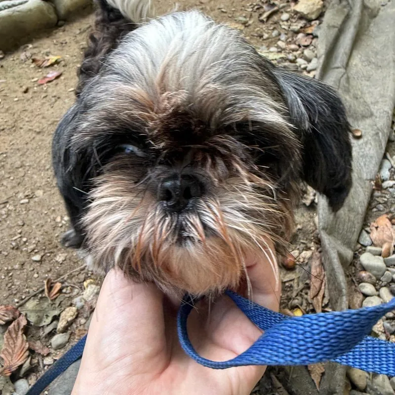 An adult small-sized female Shih Tzu dog named Gabby for adoption in West Chester, PA