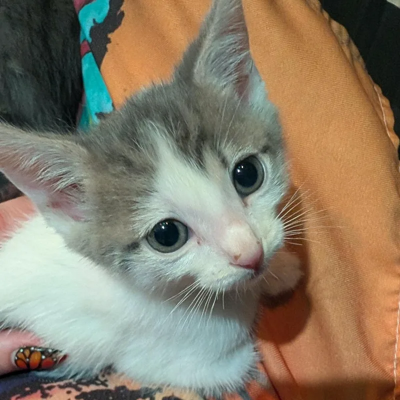 A baby large-sized male White Domestic Short Hair cat named Kit Kat for adoption in San Diego, CA