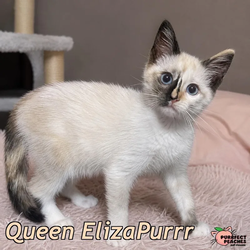 Queen ElizaPurrr
