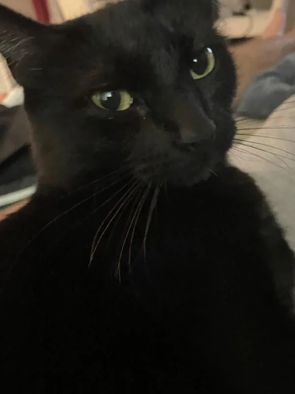 A senior small-sized female Domestic Short Hair cat named Malak for adoption in Escondido, CA