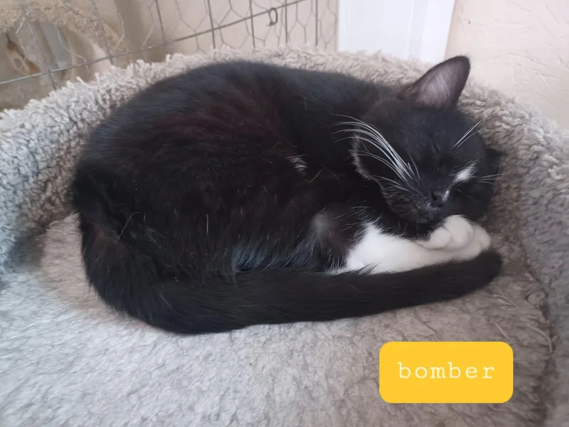 A baby medium-sized male Black & White / Tuxedo Domestic Short Hair cat named Bomber for adoption in Walworth, WI