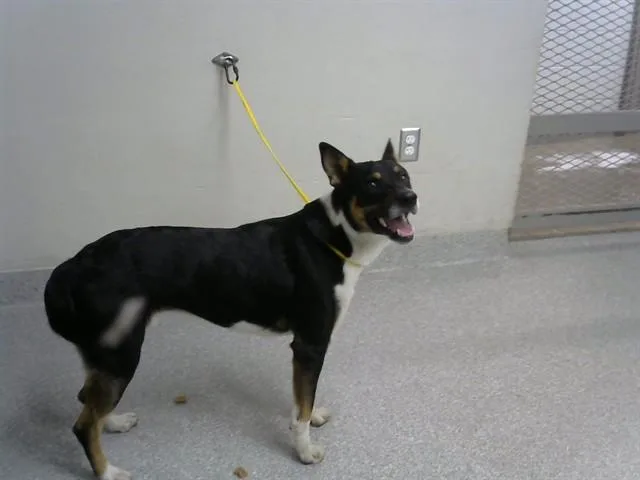 A young medium-sized male German Shepherd Dog dog named Hefley for adoption in Pasadena, TX
