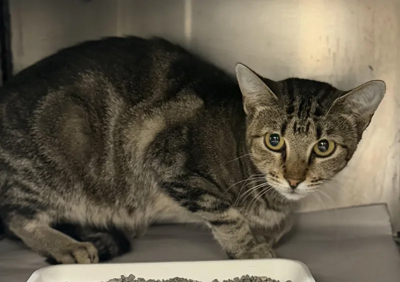 An adult medium-sized female Tabby (Brown / Chocolate) Domestic Short Hair cat named Lola Bunny for adoption in Sherman, TX