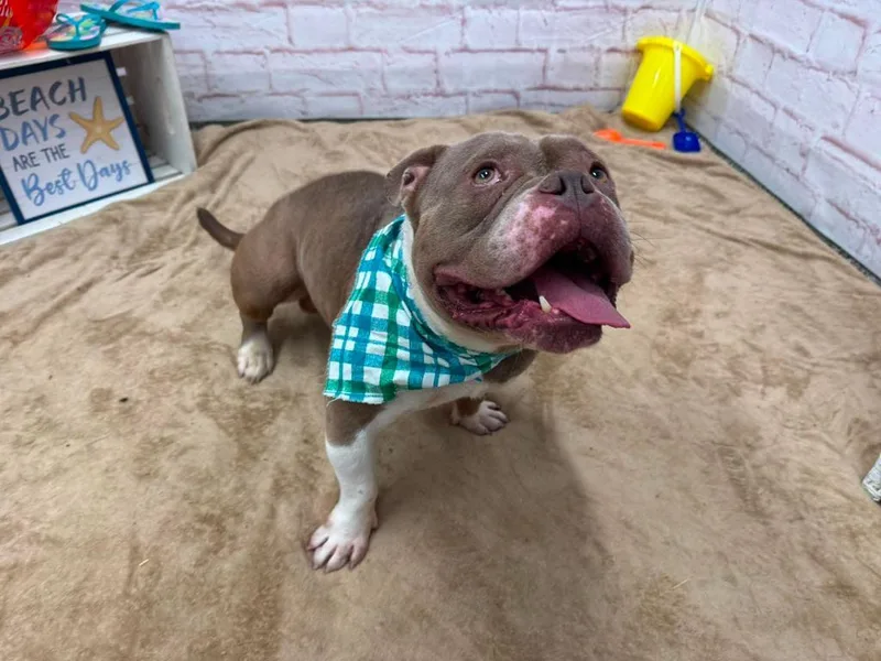An adult medium-sized male English Bulldog dog named Pacheco for adoption in Detroit, MI