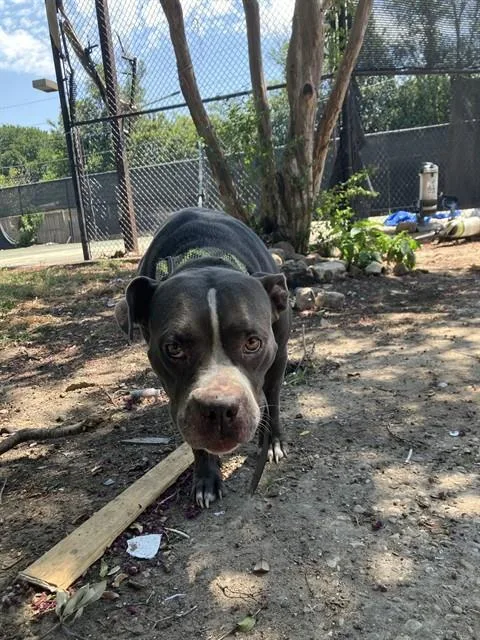 An adult large-sized female Mixed Breed dog named Lolly for adoption in Dallas, TX