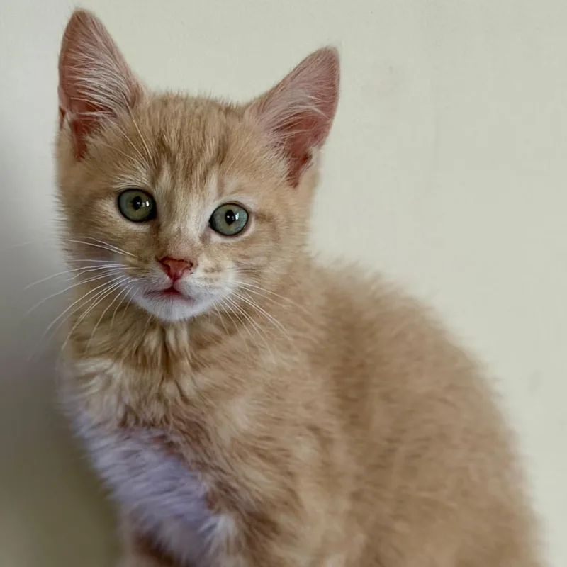 A baby small-sized male Buff / Tan / Fawn Domestic Short Hair cat named Cosmo for adoption in Aldie, VA