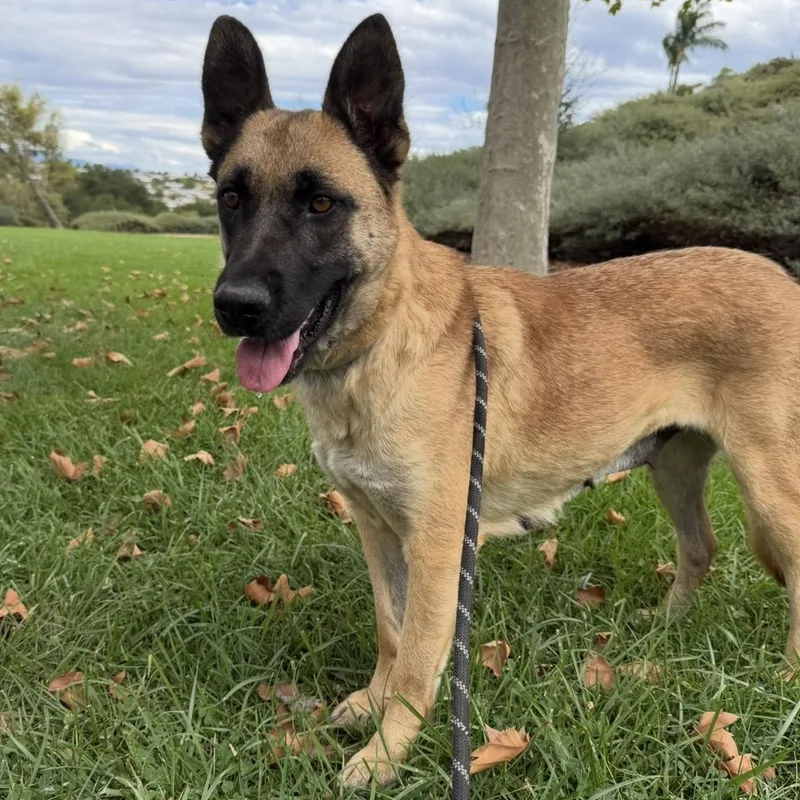 A young medium-sized female Yellow / Tan / Blond / Fawn Belgian Shepherd / Malinois dog named Mello for adoption in Murrieta, CA