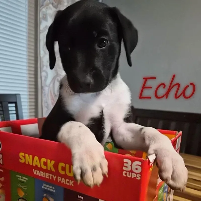A baby medium-sized female Black Labrador Retriever dog named Echo for adoption in Montague, TX